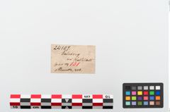 Etiketten zu Bronzepinzette (NHMW-PRAE-024107)